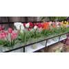 Tulipany silikonowe DD0855